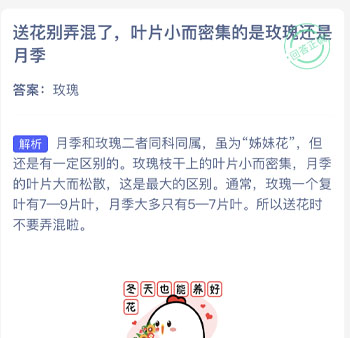 送花别弄混了叶片小而密集的是玫瑰还是月季