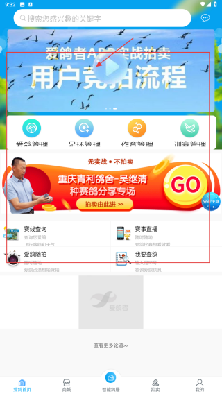 爱鸽者