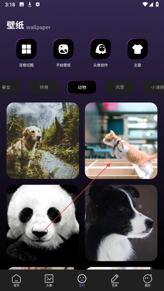 海豚壁纸