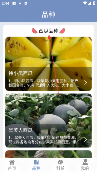 西瓜王国