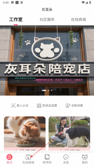 灰耳朵陪宠