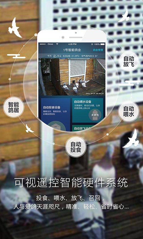爱鸽者