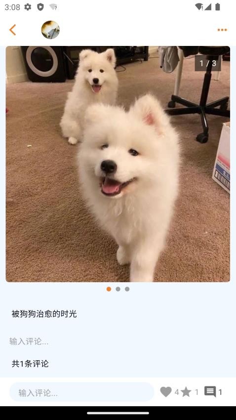 宠物街